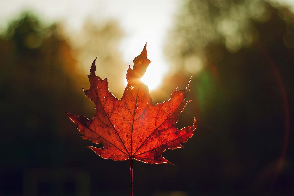 maple leaf shallow focus photography of brown Maple leaf plant